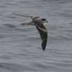 Ringed Storm-Petrel